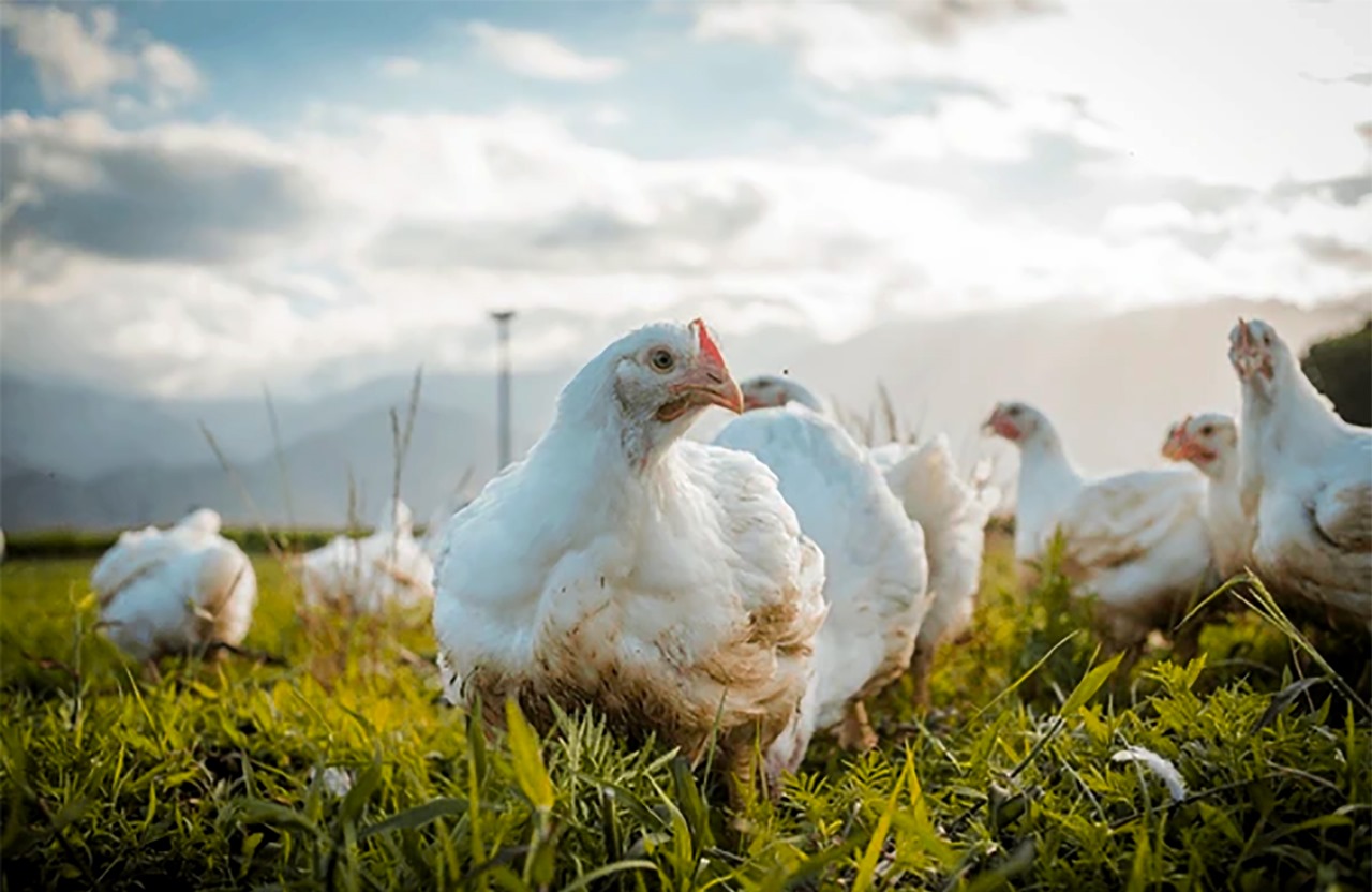 Qualigene Aimed to bring the products for Human by FY-2026.